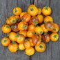 Premium 15 GOLDEN HOUR MICRO DWARF TOMATO SEEDS ~ AREOGARDEN ~ 2025 ~ NON-GMO