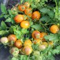 Premium 15 GOLDEN HOUR MICRO DWARF TOMATO SEEDS ~ AREOGARDEN ~ 2025 ~ NON-GMO