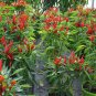 Premium 25 TABASCO PEPPER SEEDS (NON-GMO SEEDS!) ~ ~ NON-GMO ~ 2025
