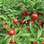 Top-Quality 25 SWEET RED CHERRY PEPPER SEEDS ~ 2025 ~ ~ USA