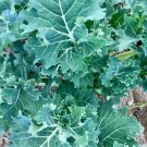 Exclusive 500 DWARF SIBERIAN KALE SEEDS ~ 2025 ~ ~ USA