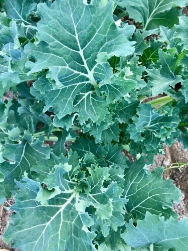 Top-Quality 500 DWARF SIBERIAN KALE SEEDS ~ ~ 2025 ~ NON-GMO