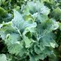 Top-Quality 500 DWARF SIBERIAN KALE SEEDS ~ ~ 2025 ~ NON-GMO
