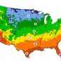 Top-Quality 500 DWARF SIBERIAN KALE SEEDS ~ ~ 2025 ~ NON-GMO