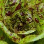 Limited Edition 1000 FRECKLES ROMAINE LETTUCE SEEDS ~ 2025 ~ ~ USA