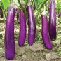 Premium 150 LONG PURPLE EGGPLANT SEEDS ~ 2025 ~ ~ USA