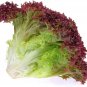 Limited Edition 1000 LOLLO ROSSO LETTUCE SEEDS ~ ~ 2025 ~ NON-GMO