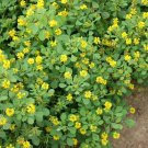 New Arrival 100 FENUGREEK HERB SEEDS ~ ~ 2025 ~ NON-GMO