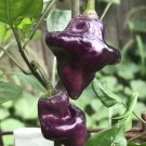 Premium 15 PURPLE UFO PEPPER SEEDS ~ 2025 ~ ~ USA