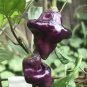 Premium 15 PURPLE UFO PEPPER SEEDS ~ 2025 ~ ~ USA
