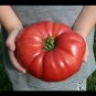 Top-Quality 30 GIANT BELGIUM PINK TOMATO SEEDS ~ 2025 ~ ~ USA