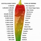 Top-Quality 25 PURPLE BEAUTY PEPPER SEEDS ~ 2025 ~ ~ USA