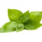 Exclusive 200 LEMON BASIL SEEDS ~ ~ 2025 ~ NON-GMO