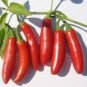 Premium 25 SERRANO PEPPER SEEDS ~ ~ 2025 ~ NON-GMO
