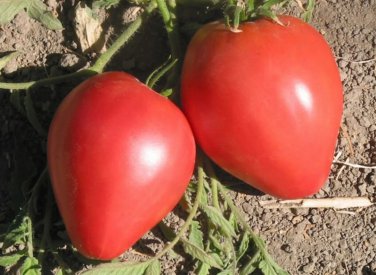 Top-Quality 30 PINK OXHEART TOMATO SEEDS ~ ~ 2025 ~ NON-GMO