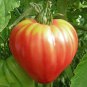 Top-Quality 30 PINK OXHEART TOMATO SEEDS ~ ~ 2025 ~ NON-GMO