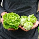 Exclusive 1000 TOM THUMB LETTUCE SEEDS ~ 2025 ~ AREOGARDEN ~ USA