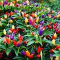 Limited Edition 20 FIRE CRACKER PEPPER SEEDS ~ ~ 2025 ~ NON-GMO