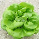 Premium 1000 BUTTERCRUNCH LETTUCE SEEDS ~ ~ 2025 ~ NON-GMO