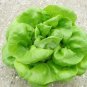 Premium 1000 BUTTERCRUNCH LETTUCE SEEDS ~ ~ 2025 ~ NON-GMO