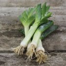 Best-Selling 200 AMERICAN FLAG LEEK SEEDS ~ ~ 2025 ~ NON-GMO