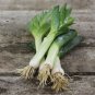 Best-Selling 200 AMERICAN FLAG LEEK SEEDS ~ ~ 2025 ~ NON-GMO