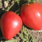 Exclusive 30 PINK OXHEART TOMATO SEEDS ~ 2025 ~ ~ USA