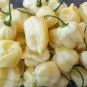 Limited Edition 20 WHITE HABANERO PEPPER SEEDS ~ ~ 2025 ~ NON-GMO