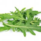 Premium 500 ROCKET ARUGULA SEEDS ~ ~ 2025 ~ NON-GMO