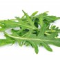 Premium 500 ROCKET ARUGULA SEEDS ~ ~ 2025 ~ NON-GMO