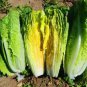 Premium 1000 PARRIS ISLAND COS LETTUCE SEEDS ~ 2025 ~ ~ USA