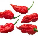 Best-Selling 20 GHOST PEPPER BHUT JOLOKIA SEEDS ~ ~ 2024 ~ NON-GMO