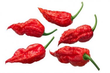 Best-Selling 20 GHOST PEPPER BHUT JOLOKIA SEEDS ~ ~ 2024 ~ NON-GMO