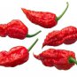 Best-Selling 20 GHOST PEPPER BHUT JOLOKIA SEEDS ~ ~ 2024 ~ NON-GMO