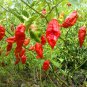 Best-Selling 20 GHOST PEPPER BHUT JOLOKIA SEEDS ~ ~ 2024 ~ NON-GMO