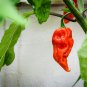 Best-Selling 20 GHOST PEPPER BHUT JOLOKIA SEEDS ~ ~ 2024 ~ NON-GMO