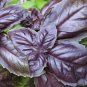Best-Selling 200 RED RUBIN BASIL SEEDS ~ 2025 ~ ~ USA