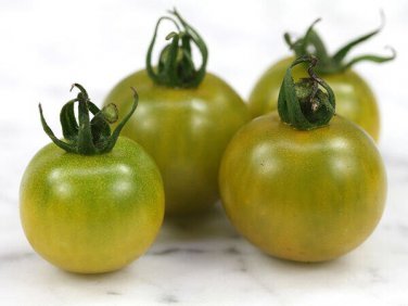 Limited Edition 15 FAT FROG MICRO DWARF TOMATO SEEDS ~ AREOGARDEN ~ 2025 ~ NON-GMO