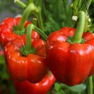 New Arrival 25 SWEET YOLO WONDER L PEPPER SEEDS ~ 2025 ~ ~ USA