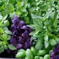 Premium 6 PACK BASIL SEED COLLECTION ~ ~ 2025 ~ NON-GMO