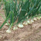 New Arrival 200 WHITE SPANISH SWEET ONION SEEDS ~ ~ 2025 ~ NON-GMO