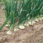 New Arrival 200 WHITE SPANISH SWEET ONION SEEDS ~ ~ 2025 ~ NON-GMO