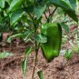 New Arrival 25 EMERALD GIANT SWEET PEPPER SEEDS ~ ~ 2025 ~ NON-GMO