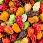 Limited Edition 6 PACK PEPPER SEED COLLECTION ~ ~ 2025 ~ NON-GMO