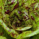 Premium 1000 FRECKLES ROMAINE LETTUCE SEEDS ~ ~ 2025 ~ NON-GMO
