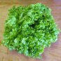Top-Quality 1000 SALAD BOWL LETTUCE SEEDS ~ 2025 ~ ~ USA