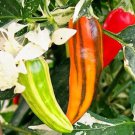 Limited Edition 20 FISH PEPPER SEEDS ~ ~ 2025 ~ NON-GMO