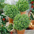 Exclusive 200 DWARF GREEK BASIL SEEDS ~ ~ 2025 ~ NON-GMO