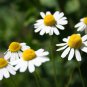 Best-Selling 200 GERMAN CHAMOMILE HERB SEEDS ~ 2025 ~ ~ USA