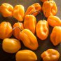 New Arrival 25 JAMAICAN YELLOW HABANERO PEPPER SEEDS ~ 2025 ~ ~ USA